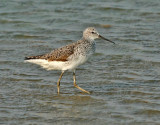Marsh Sandpiper