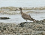 Whimbrel