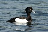 Tufted Duck (Vigg)