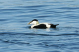 Eider