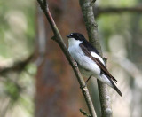 Pied Flycatcher (Svartvit Flugsnappare)