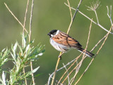 Reed Bunting (Svsparv)