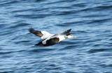 Eider