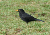 Common Blackbird