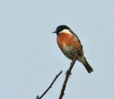 Common Stonechat (Svarthakad buskskvtta)