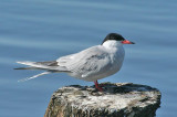 Common Tern (Fisktrna)