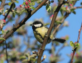 Great Tit (Talgoxe)