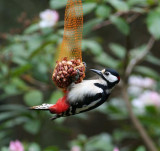 Great Spotted Woodpecker (Strre Hackspett)