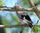 Eurasian Jay