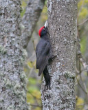 Black Woodpecker