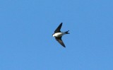 Northern House Martin