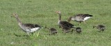 Greylag Goose (Grgs)