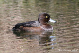 Tufted Duck, female