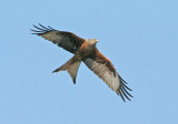 Red Kite (Rd Glada)