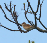 Garden Warbler (Trdgrdsngare)