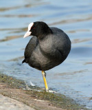 Common Coot (Sothna)