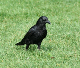 Carrion Crow (Krka, Corvus corone)