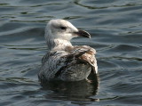 Herring Gull, 2nd cy (Grtrut)