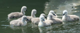Swan cygnets (Knlsvan)