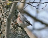 Nuthatch