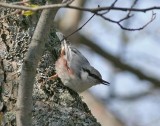 Eurasian Nuthatch (Ntvcka)