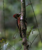 Orange-backed Woodpecker