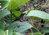 Black-sided Flowerpecker