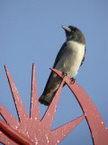 White-breasted Woodswallow
