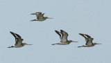 Black-tailed Godwits