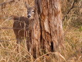 Having a Peek Around the Tree