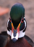 Look Into My Eyes-Woodduck