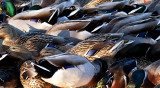 At the Mallards Supper Table.jpg