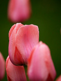 Tulips in Pink