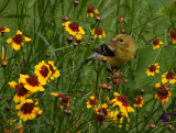 Female Gold Finch in the Brown-eyed Susans