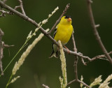 Gold Finch_1