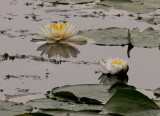 Grey Day Water Lillies
