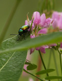Shiny Green Bug