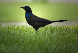 Pretty and Funny Grackle