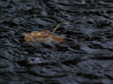 Leaf In a Puddle From the Rain