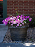 Back Door Flowers