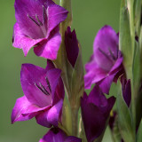 Purple Glads2