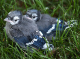 Very Tiny Blue Jay Babies