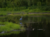 GBH Near Sundown