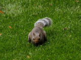 Rocky Racoon Squirrel