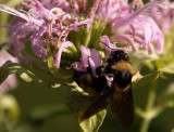 Fav Bumble Bee