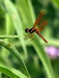 Tiny Red Dragonfly (?)