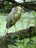 Black Crowned Night Heron in the Pouring Rain