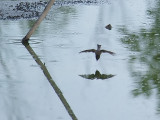 Diving Swallow