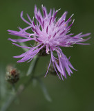 Little With a Powerful Purple Punch