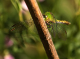 Twig Kissing Dragonfly